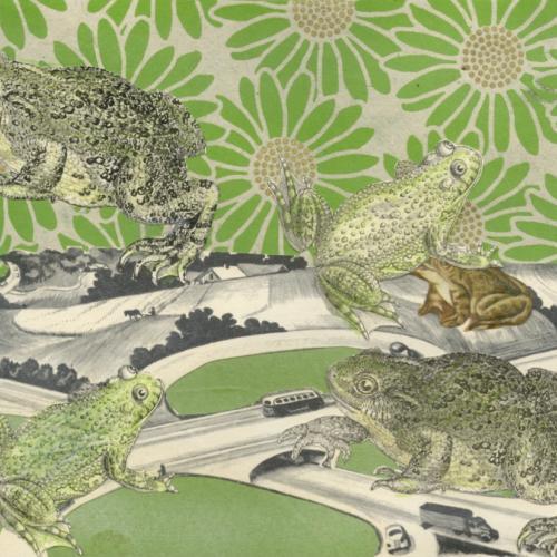 Emily Marbach, Frogs