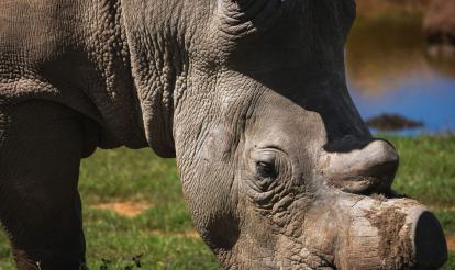 Escape from Extinction: Rewilding