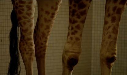 Kosher Giraffes & Other Tails