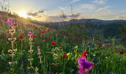 Tu B'shvat Celebration