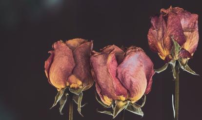 Picture of roses wilting 